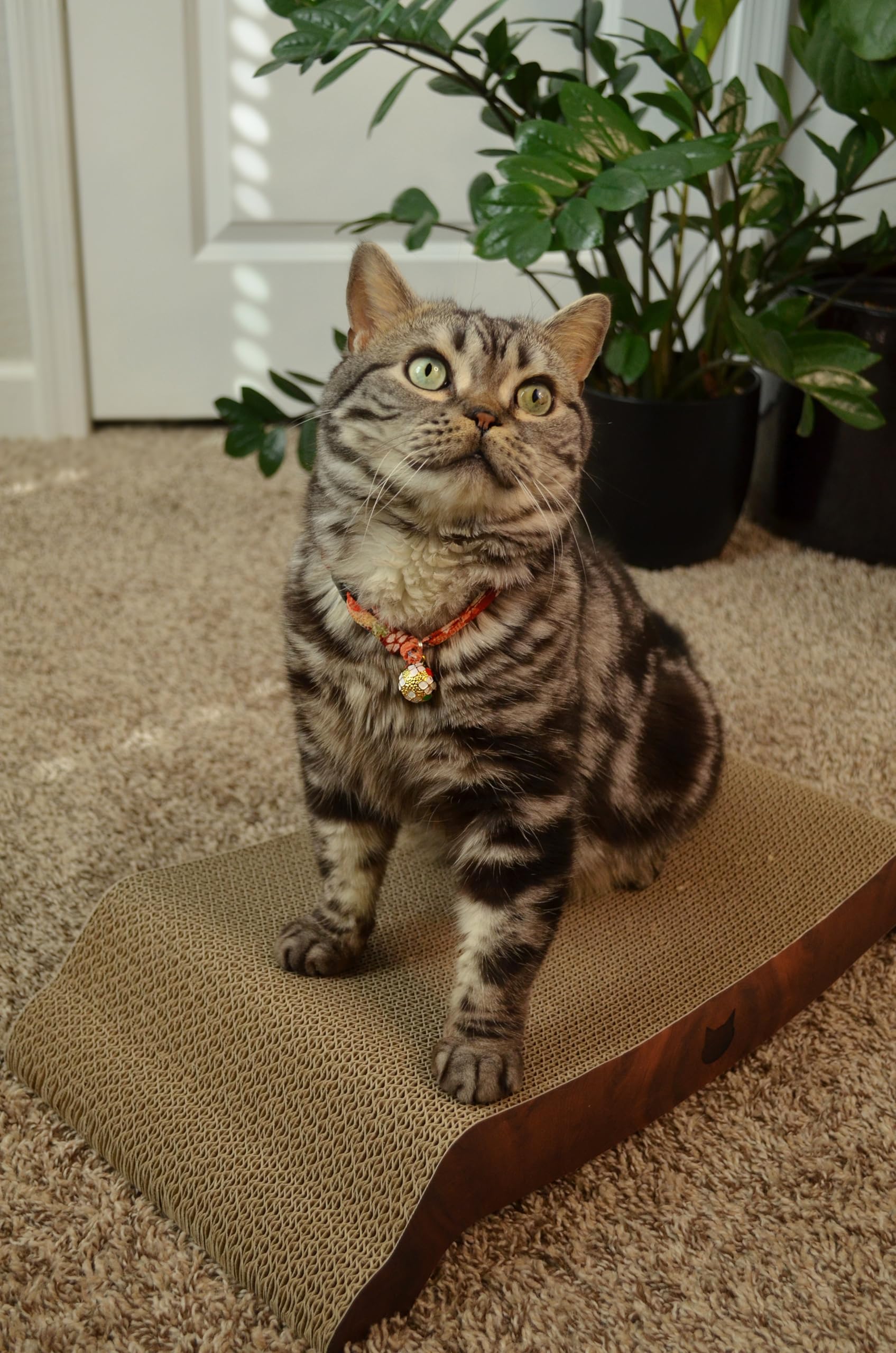 NECOICHI cardboard cat scratcher bed cat on lounger enjoying comfort