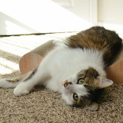 NECOICHI Cardboard Scratcher Bed lounge curve; snug cat sanctuary.
