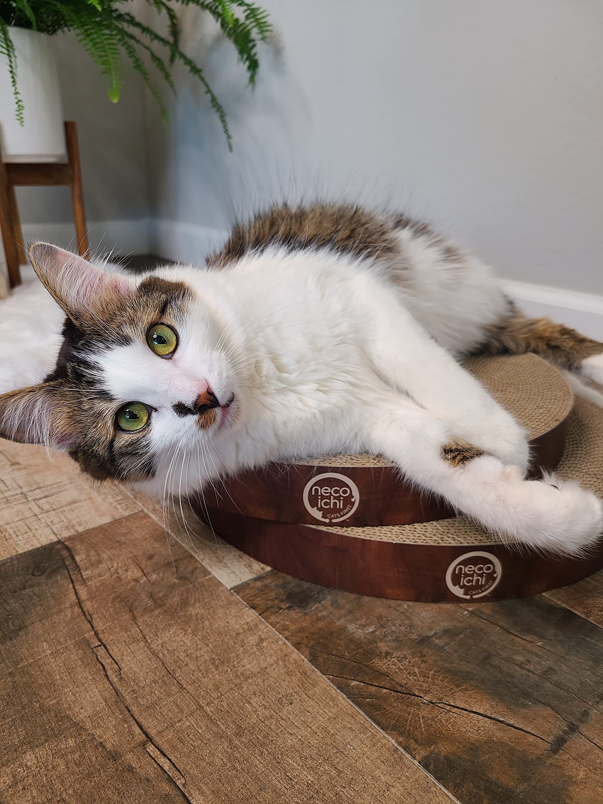 Necoichi cat scratcher bowl dark cherry color on a tidy floor.