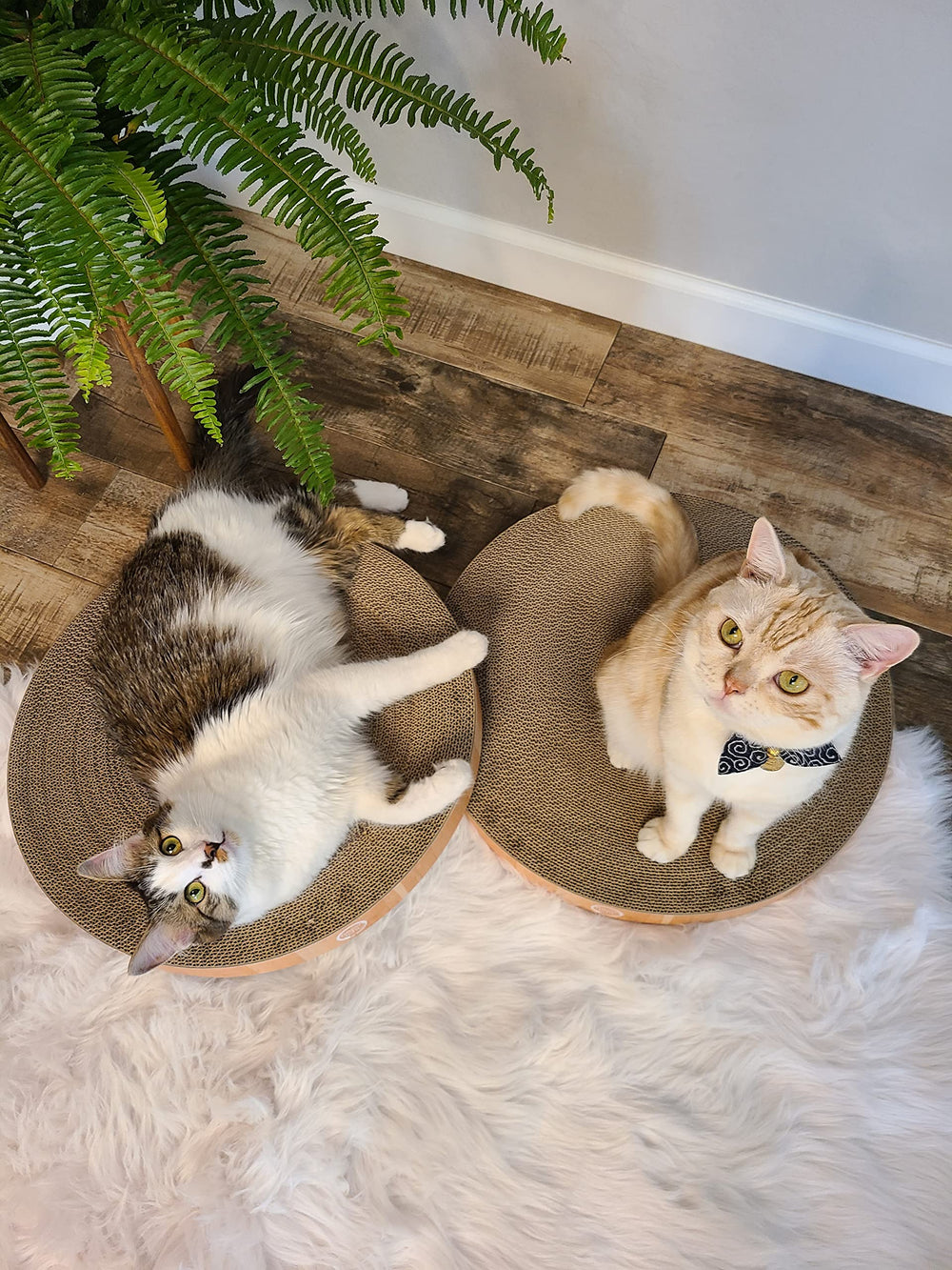 Necoichi Cat Scratcher Bowl Oak: stylish color finish for indoor harmony.