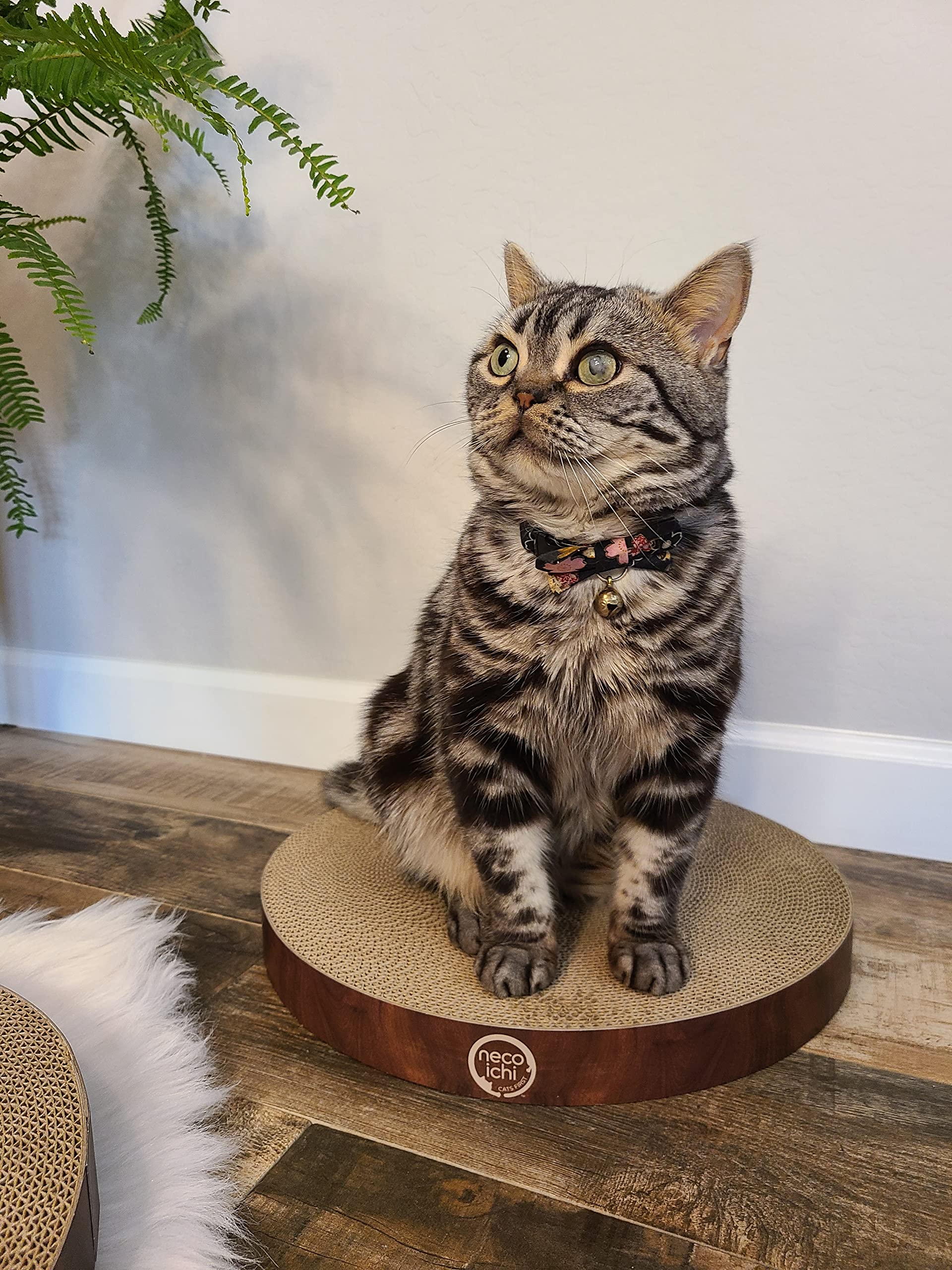 Necoichi cat scratcher bowl in use, doubles as comfy lounge and scratch zone.