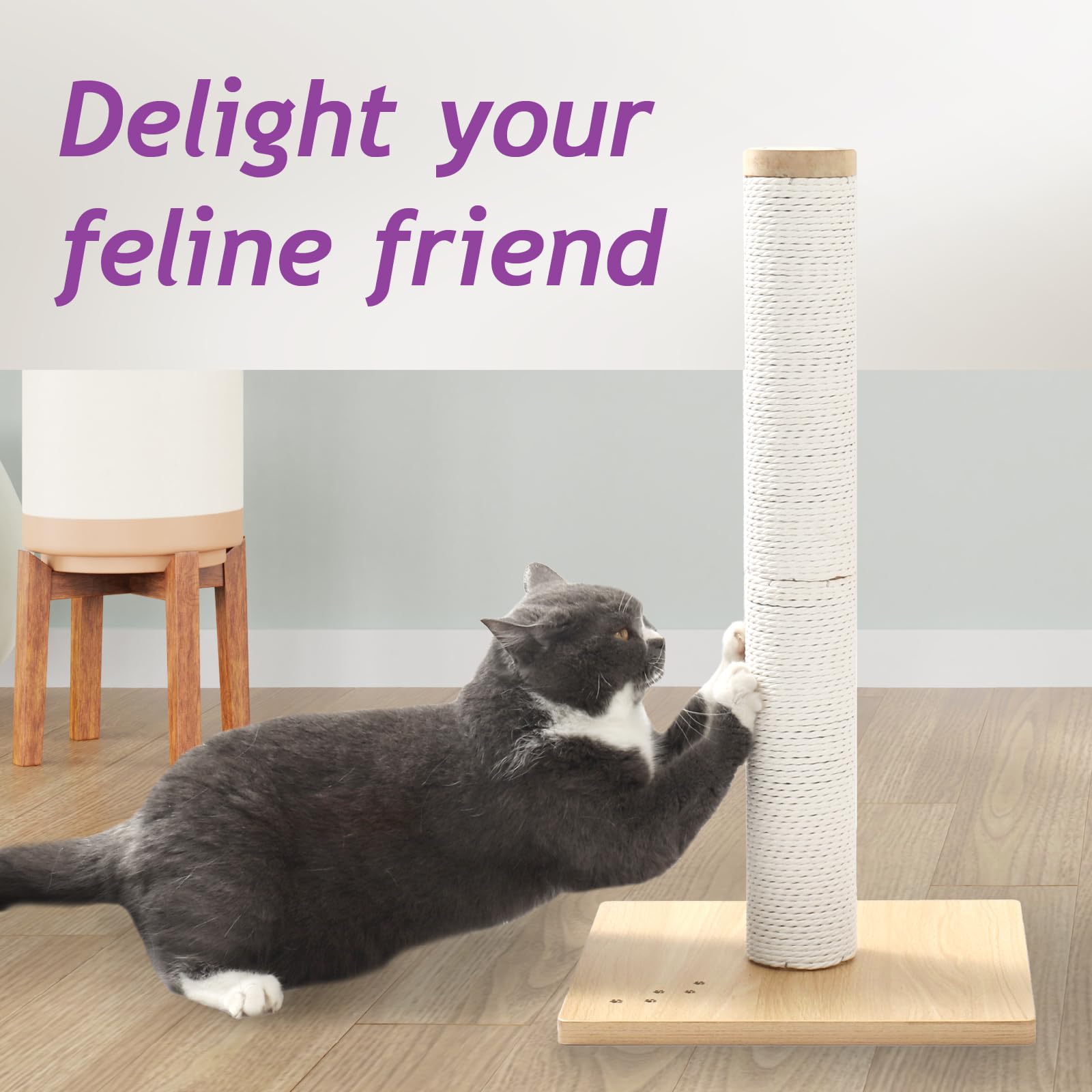NECOICHI kitten cat using wooden tree-hanging post for indoor play and scratch.