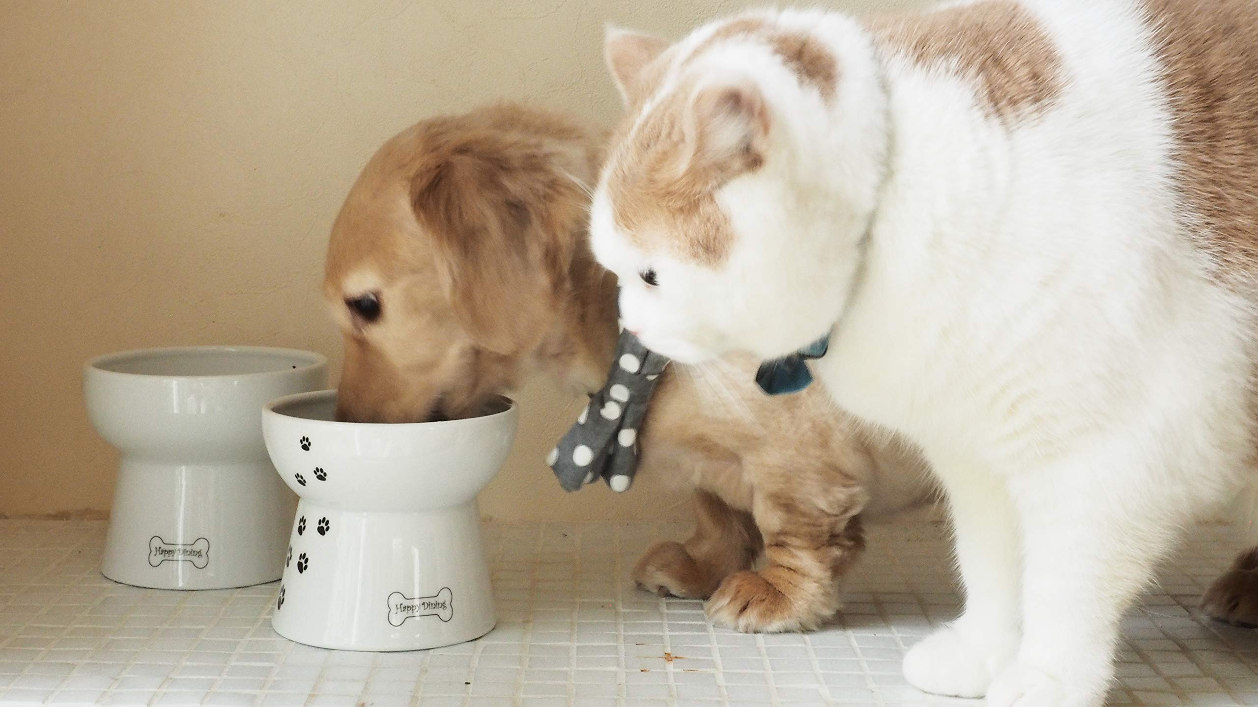 Necoichi no-stain porcelain bowl keeps meals clean and attractive.