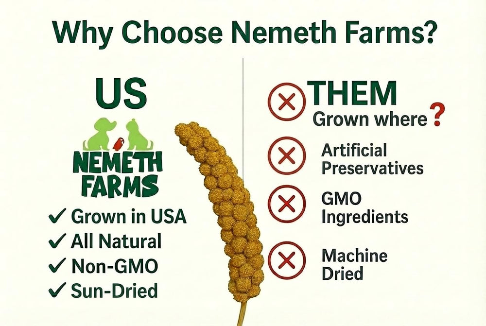 Cockatiel-friendly millet spray ideal for daily nibbling and enrichment.
