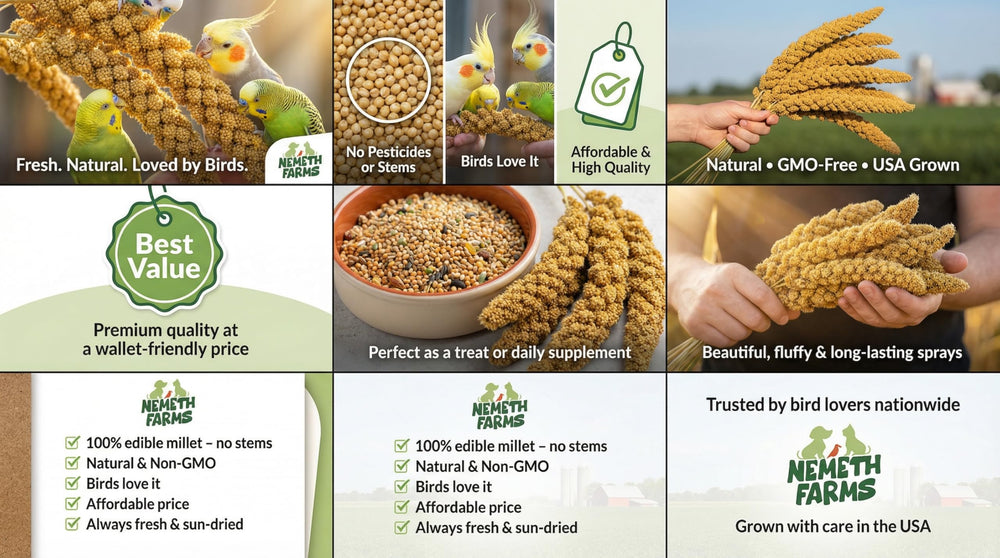 Nemeth Farms millet spray parakeet feeding for playful foraging and enrichment.