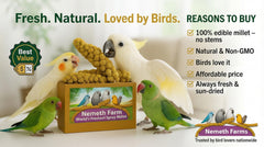 Nemeth Farms parrot enjoying millet spray emphasizes enrichment and beak activity.