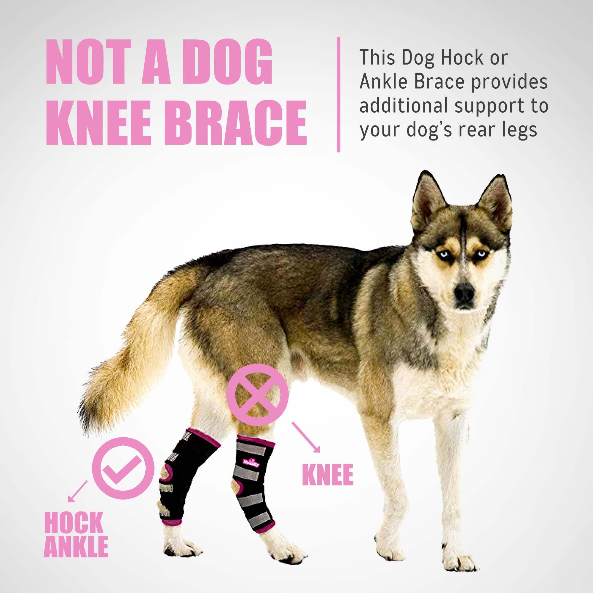 NeoAlly dog rear leg braces size chart helps accurate selection