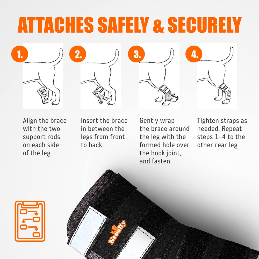 NeoAlly dog-walk usage brace showing support and confidence during daily activities.