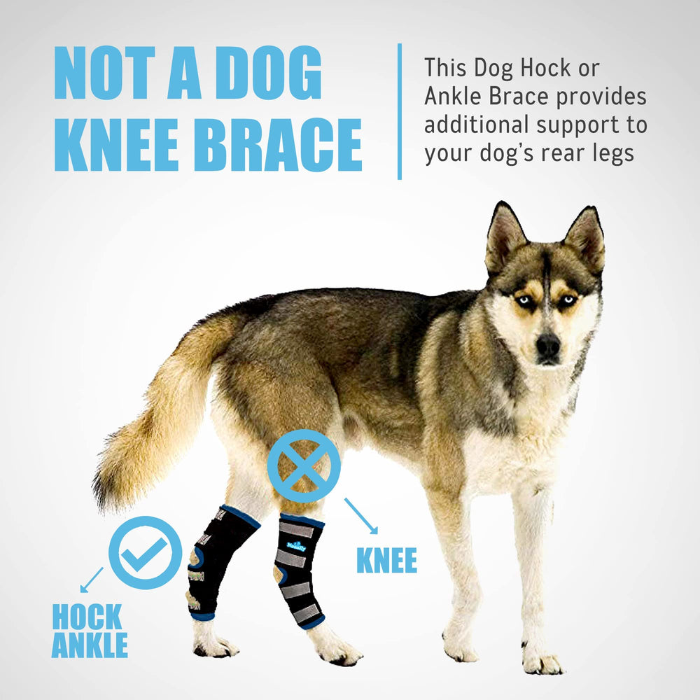NeoAlly dog wearing brace demonstrates stability during movement.