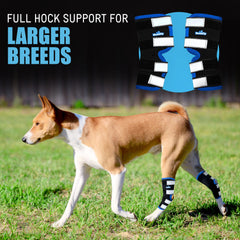 NeoAlly hind hock support close-up highlights secure fit around the joint.
