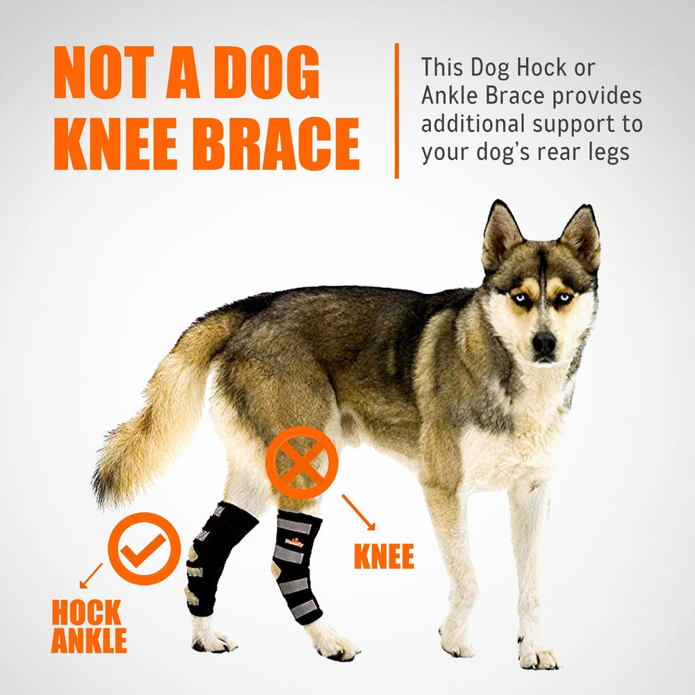 NeoAlly professional-backed design endorsed by veterinarians.