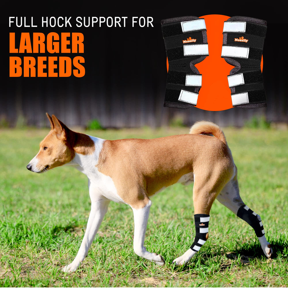 NeoAlly rear leg hock brace strap closeup highlighting four secure straps for lockdown during movement.
