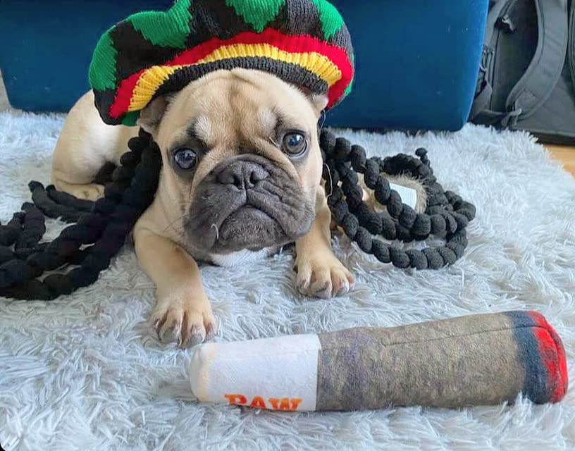 Nestpark Doggy Doobie, regalo divertido para fiestas caninas, ideal para cumpleaños de tu compañero canino.