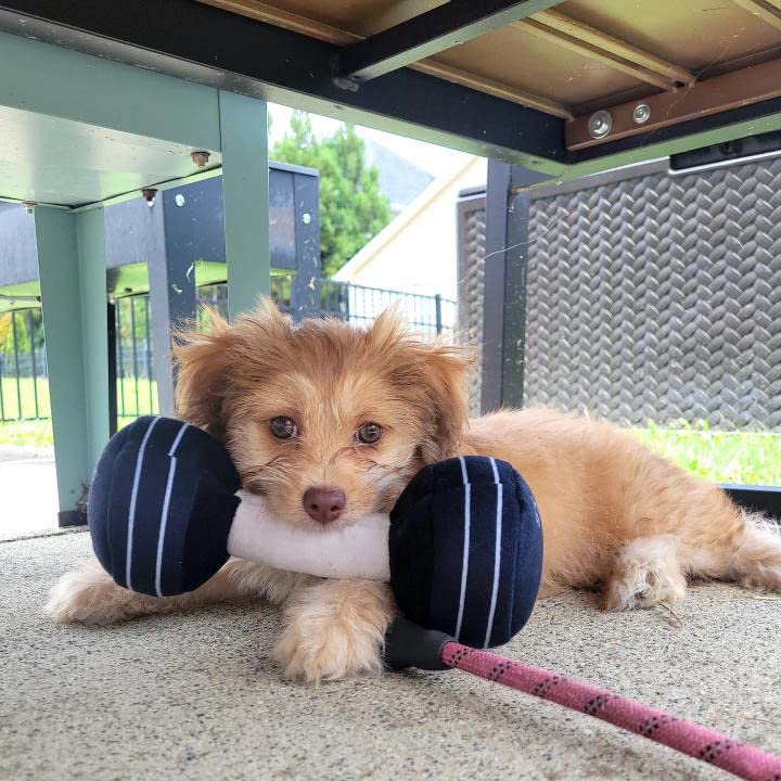 Nestpark Doggy Dumbbell 8-inch size suitable for most dogs during fetch