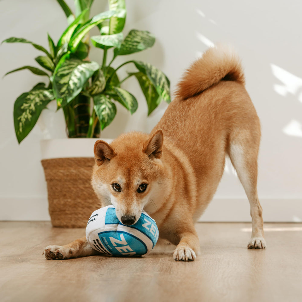 Nestpark Zen Pupper Deckies dog playtime in action during fun sessions