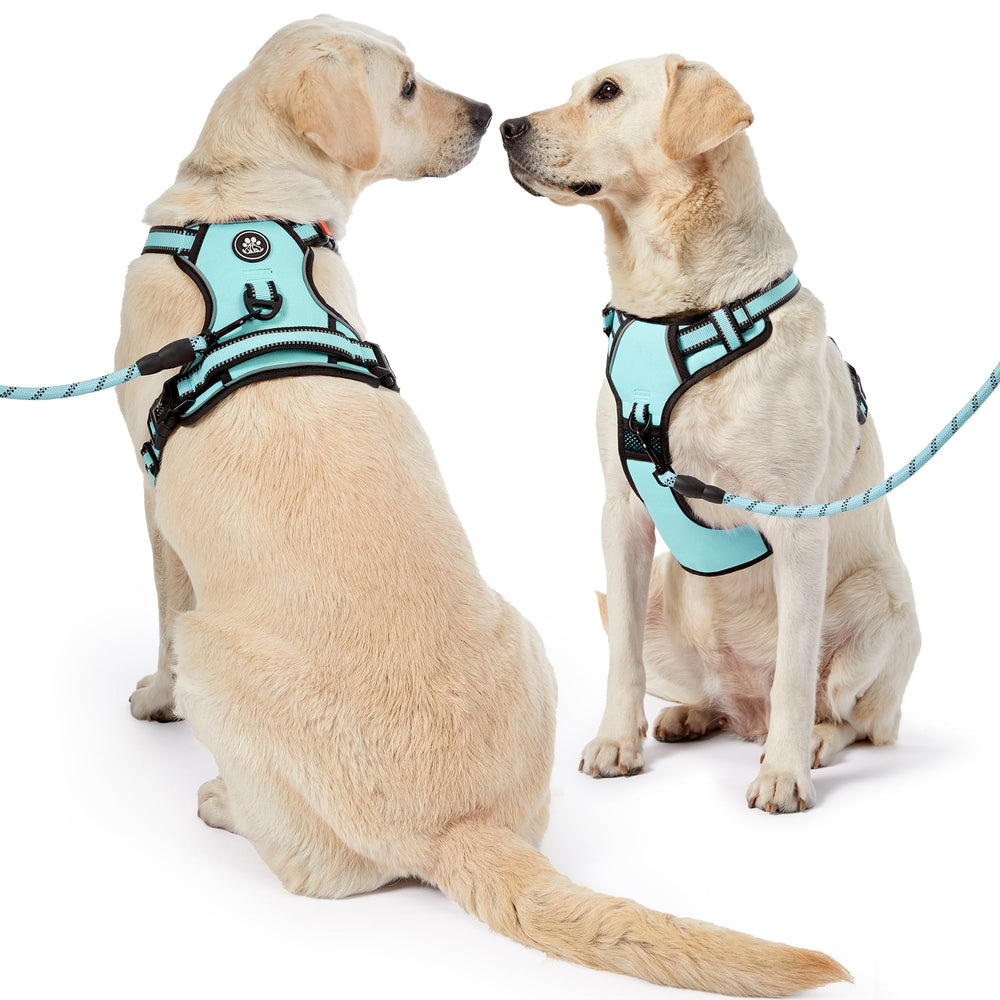 NestROAD large-dog turquoise harness demonstrates secure fit during outdoor adventures.