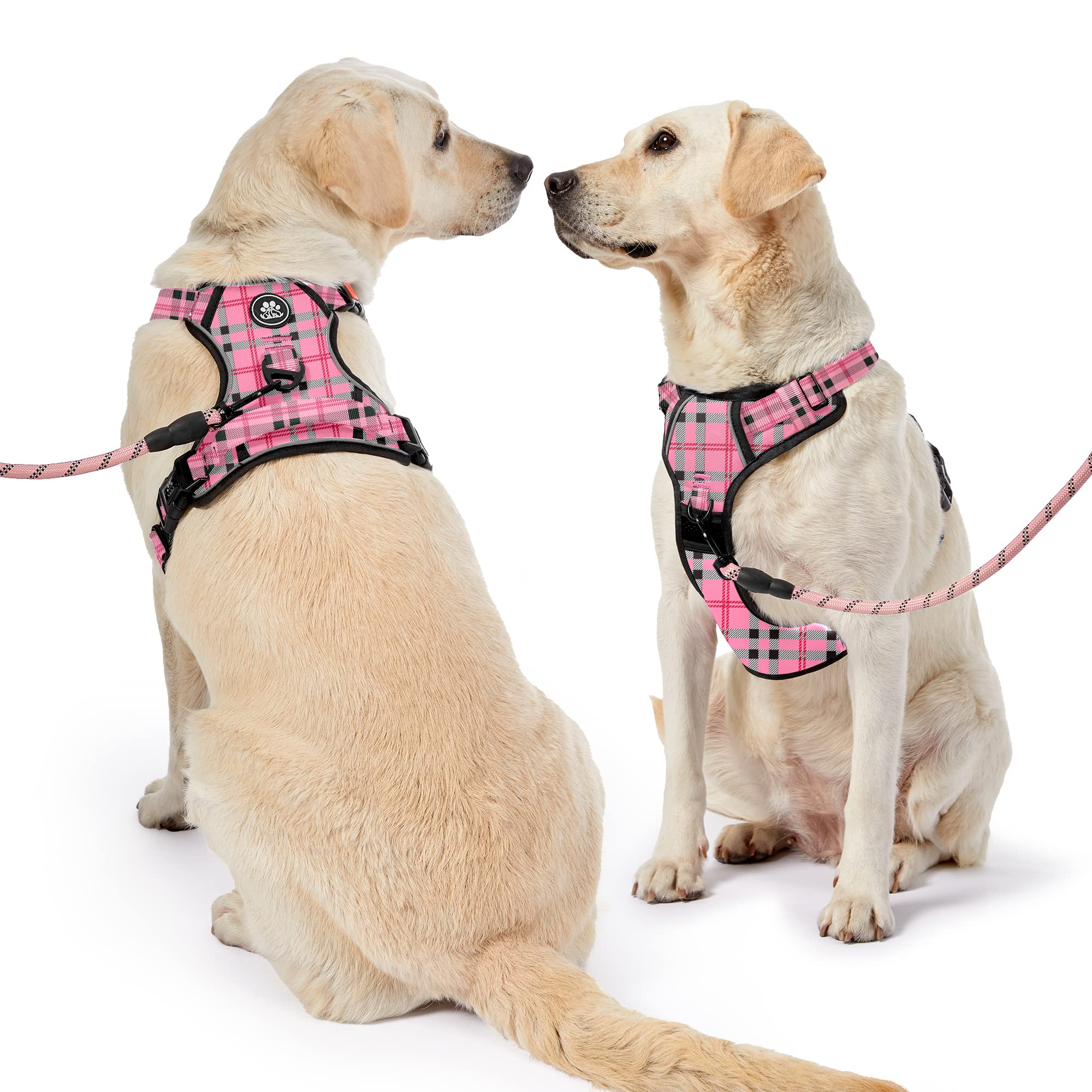 NestROAD no pull harness rear clip for casual walks.