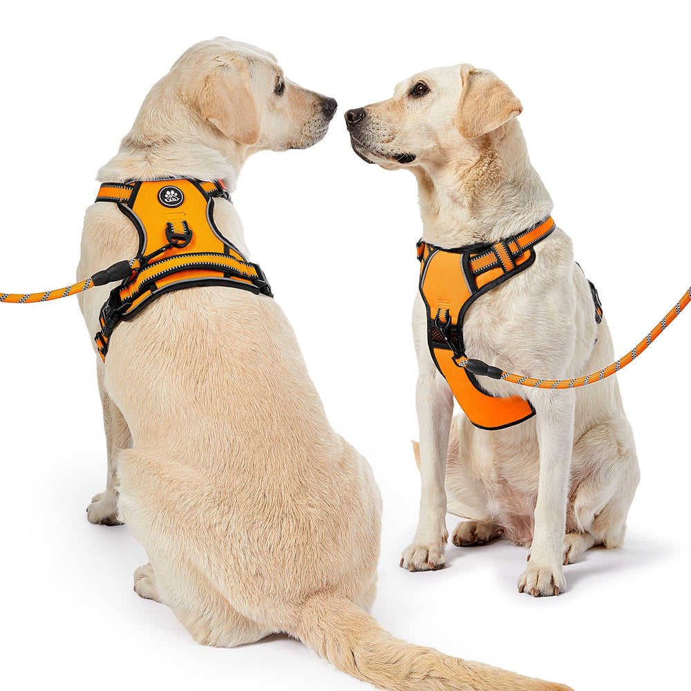 NestROAD orange harness on dog delivering breathable comfort during activity.