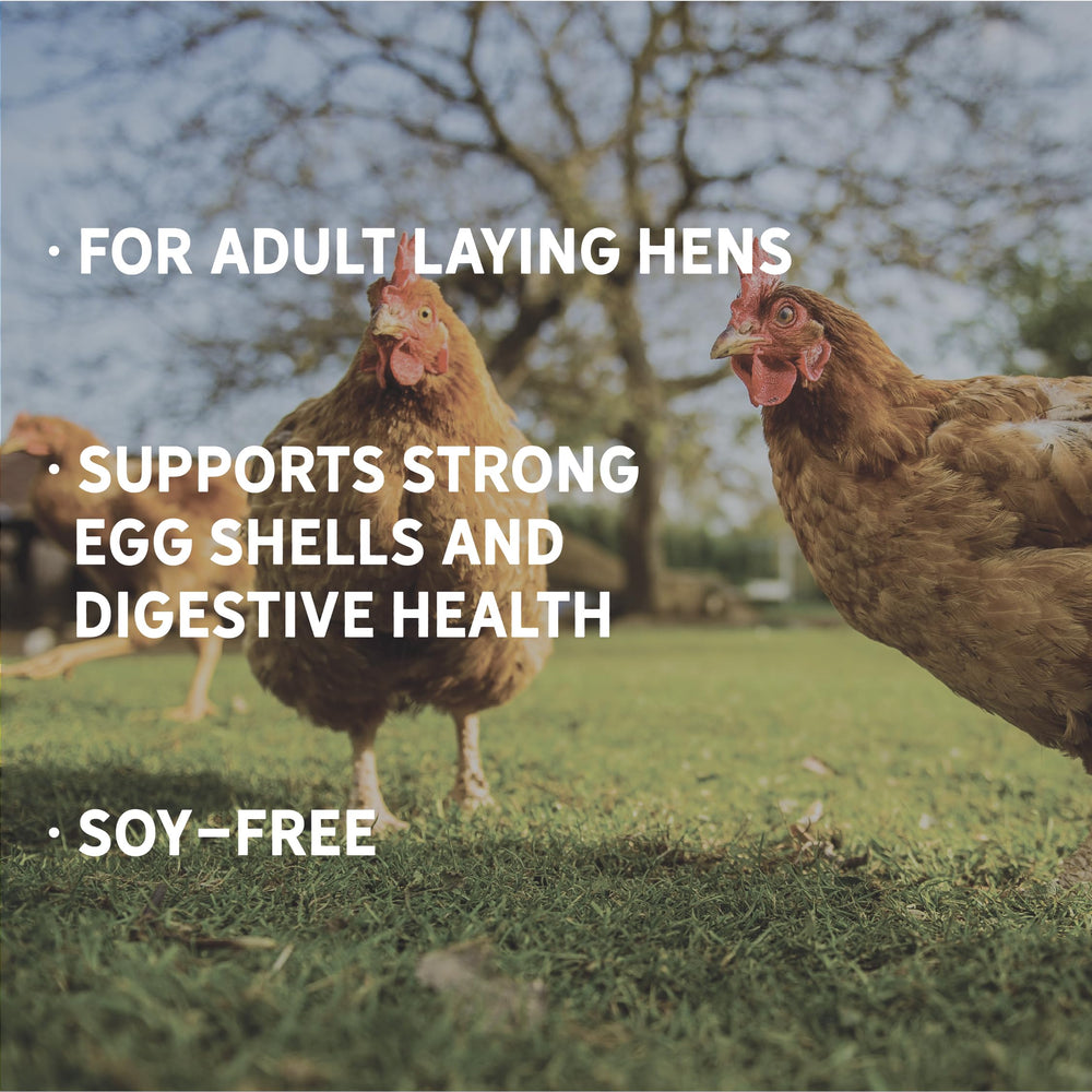 New Country Organics Classic Layer Feed egg-shell close-up hints at shell-strengthening nutrition