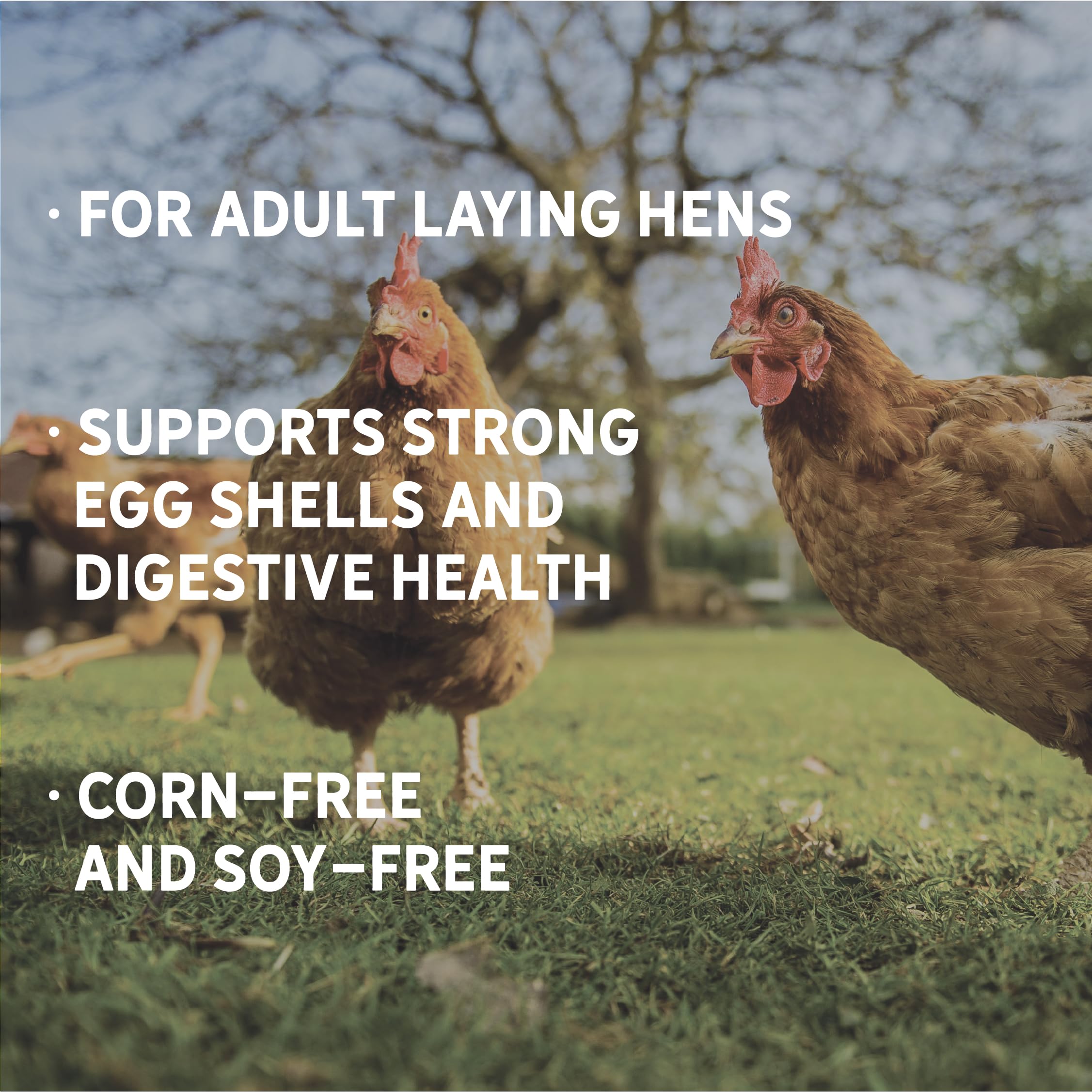 New Country Organics oyster shell and grit supplement included for shell strength and digestion support.