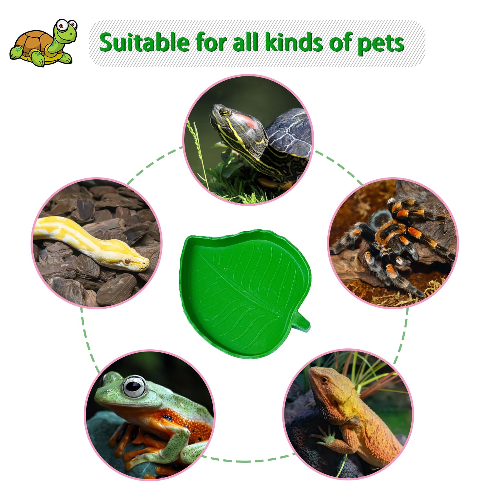 NGORAY tortoise dish anti-slip ramp emphasizes stable feeding.
