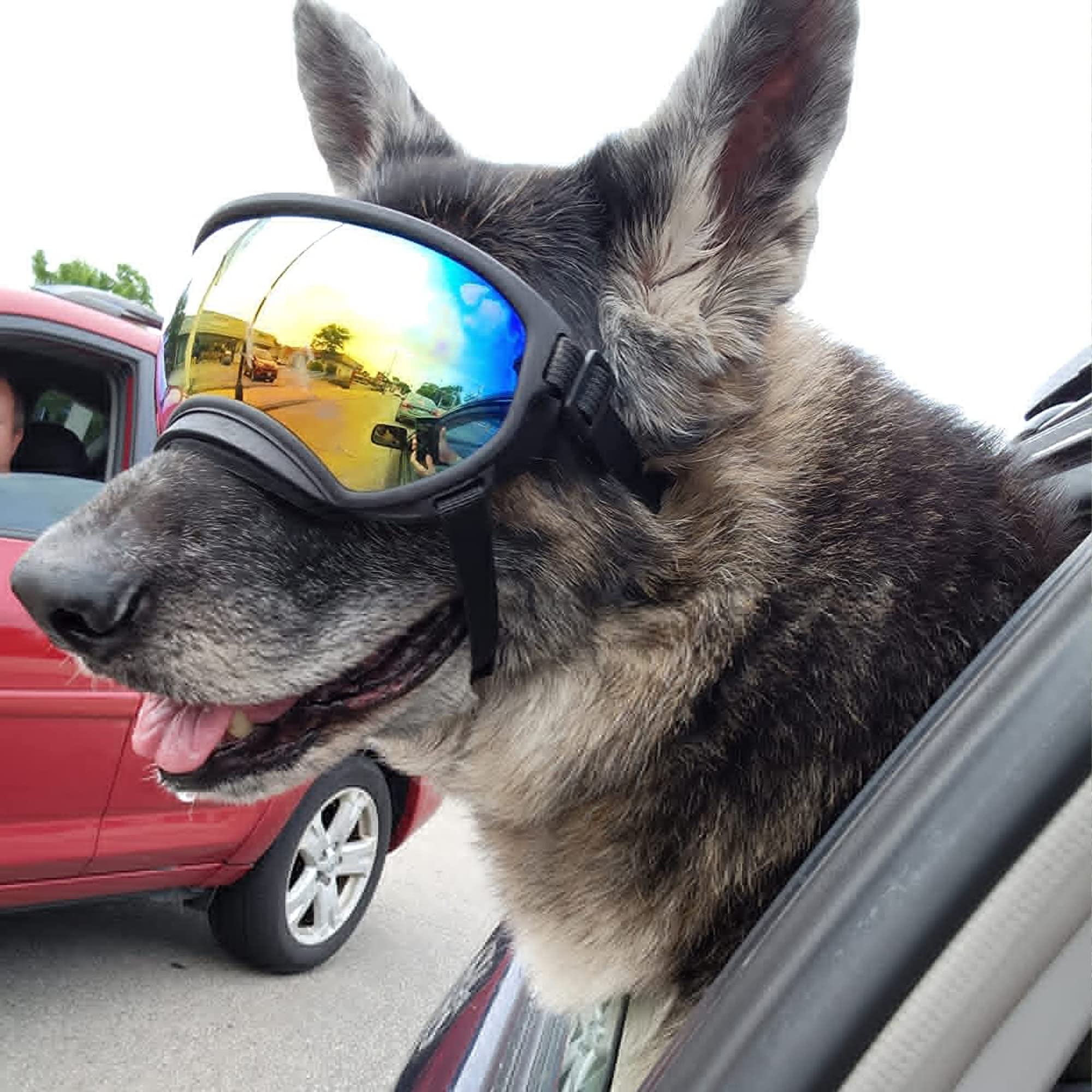 NICERINC PET large dog sunglasses curved-design fits head shape.