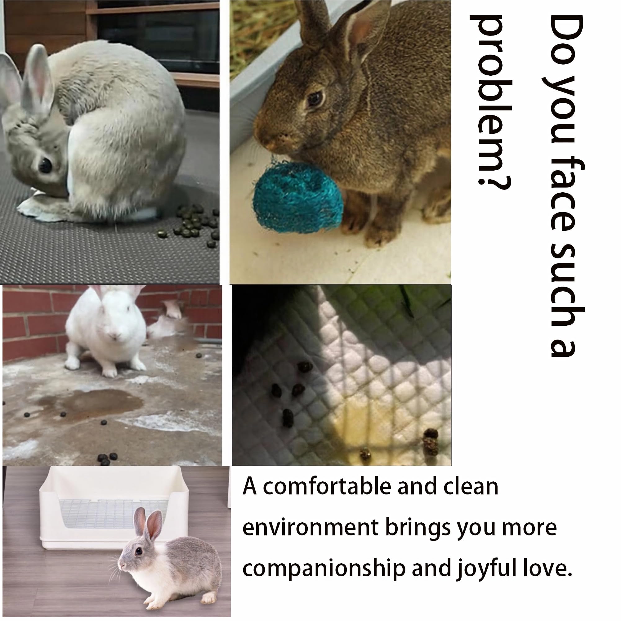 NINGVIHE extra-large footprint fits one or two pets.