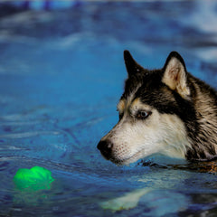 GlowStreak Wild LED Ball is bite-friendly and waterproof for rugged outdoor action
