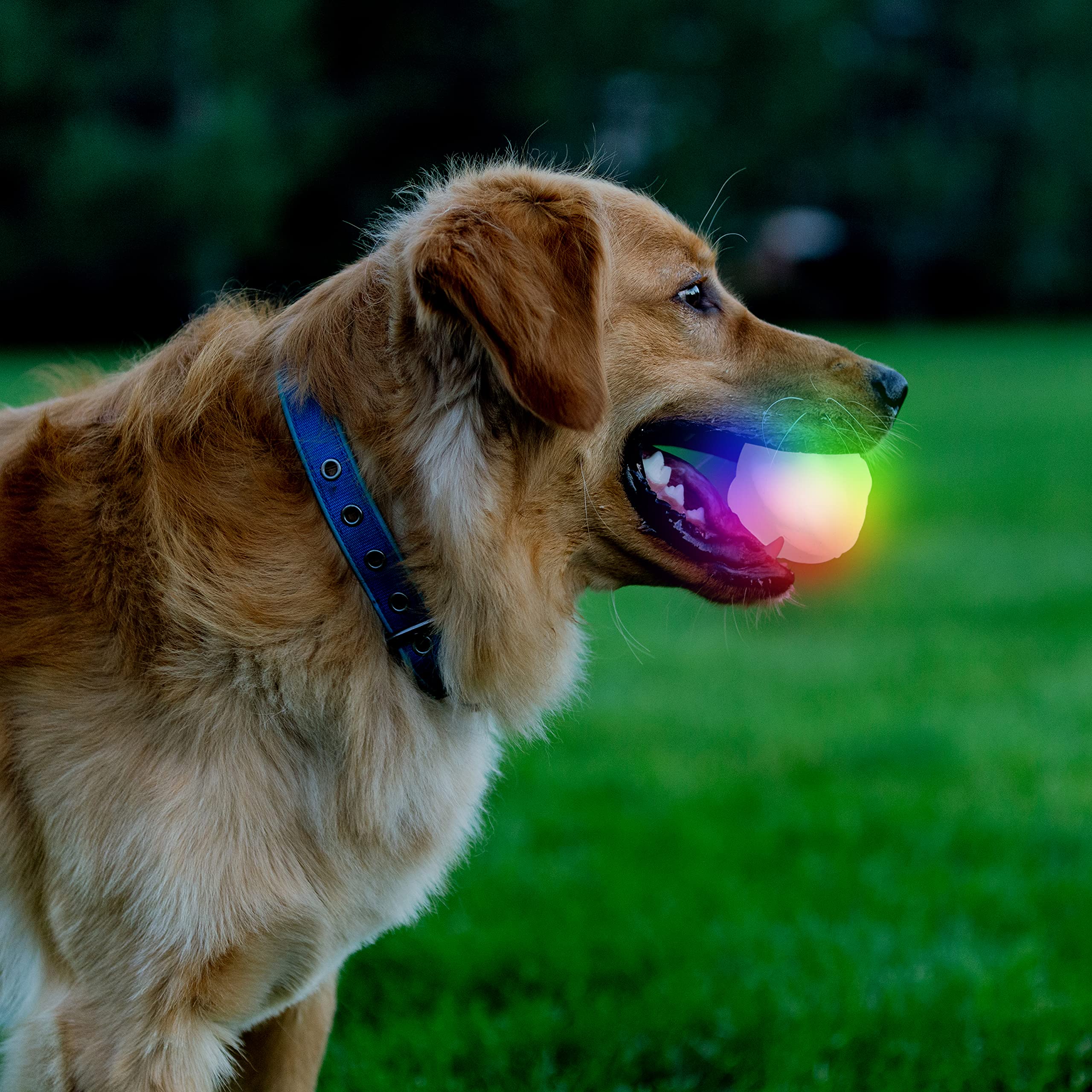 GlowStreak Wild LED Ball floats for water-loving dogs during fetch