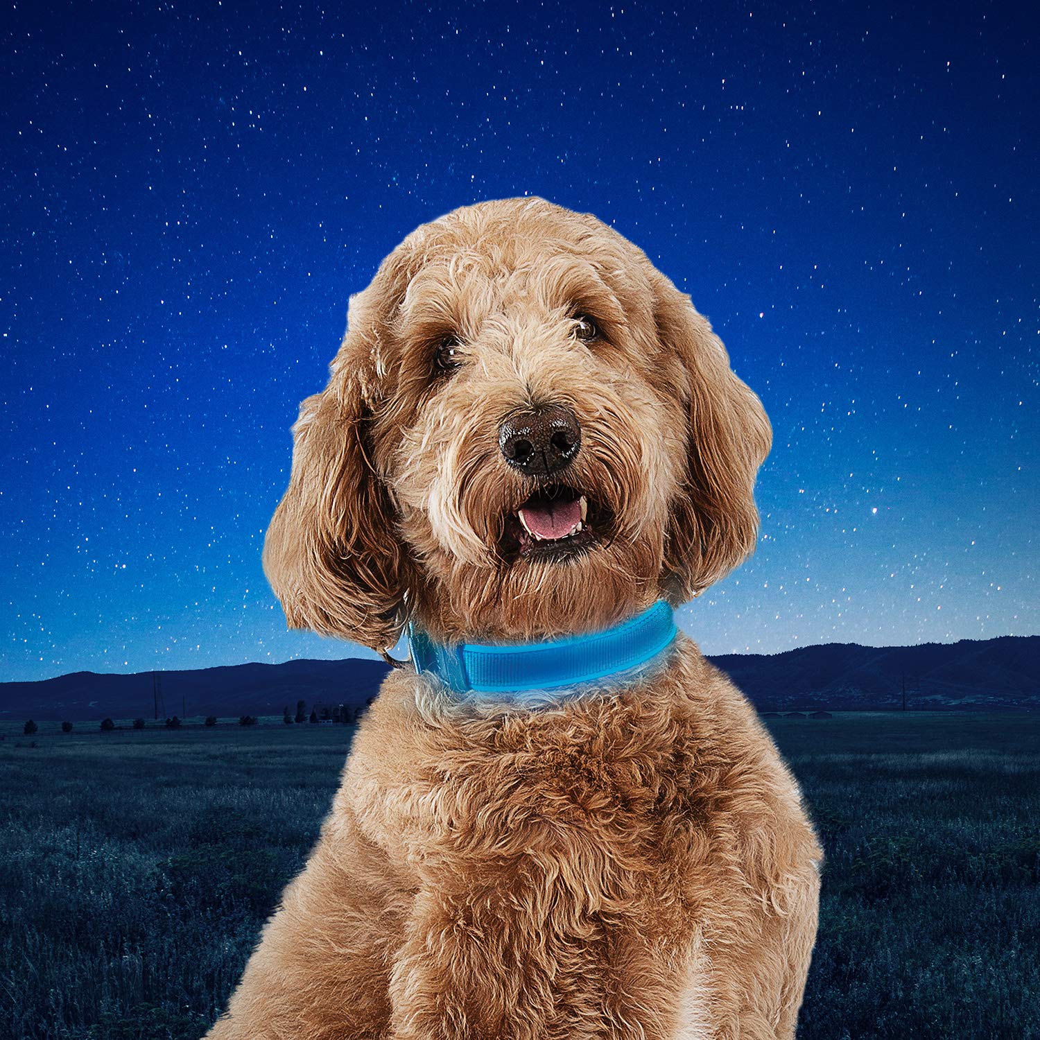 Nite Ize NiteDog with 360-degree visibility supports safe nighttime adventures during walks.