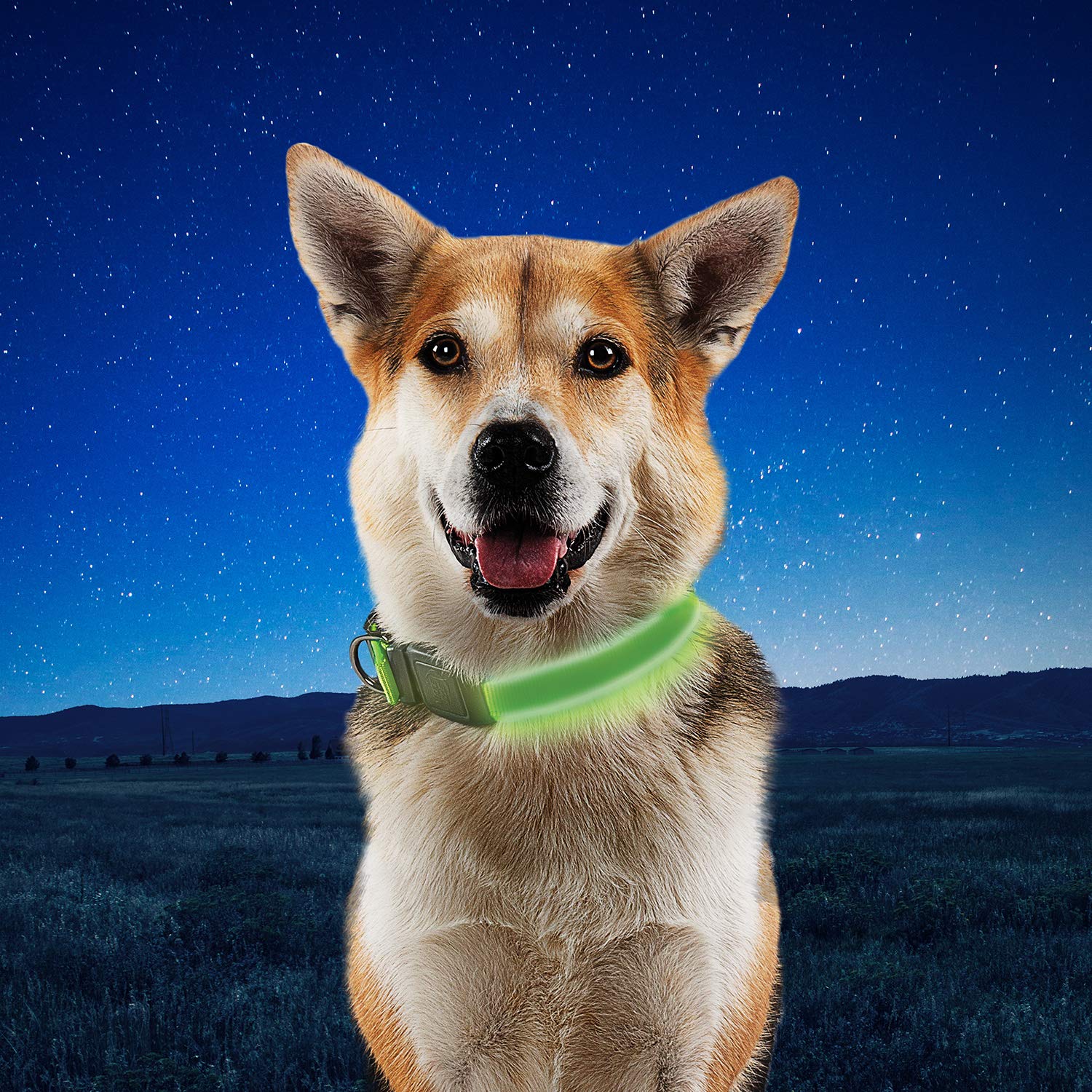 NiteDog cierre y bucle robusto para perros activos