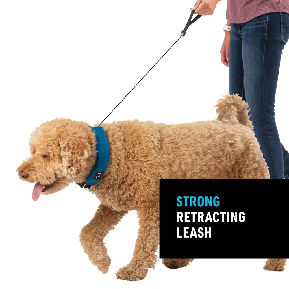 Nite Ize Raddog blue collar-d-ring: sturdy metal D-ring ensures secure leash attachment.