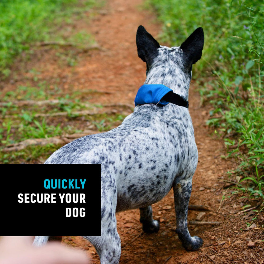 Nite Ize Raddog blue collar-retractor: built-in retractable 36-inch leash for reach.