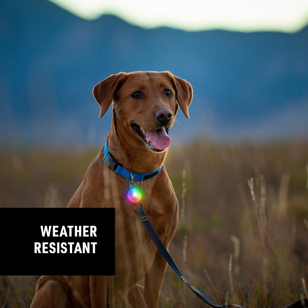 Nite Ize SpotLit collar light in white mode offers high-contrast visibility for night walks