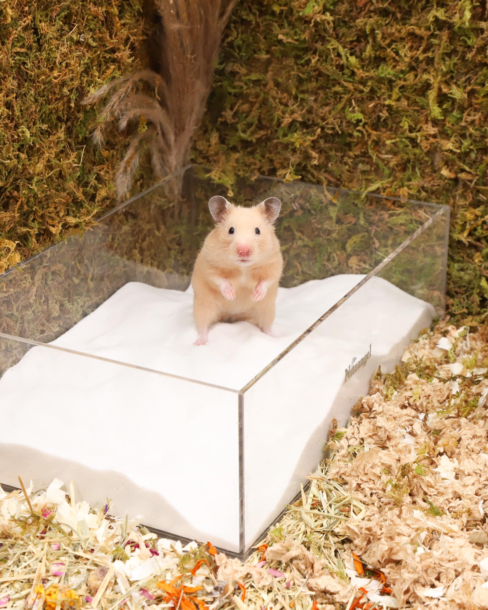 Niteangel hamster enjoying sand bath demonstrating gentle grooming