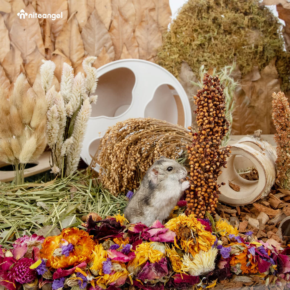 Niteangel small-pet habitat decoration emphasizes enrichment and variety in daily life.