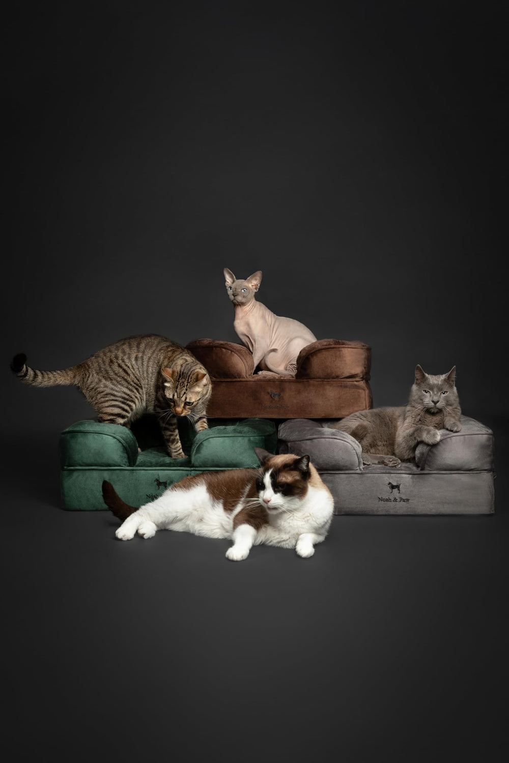 NOAH & PAW cat-friendly bed use illustrates versatile indoor comfort