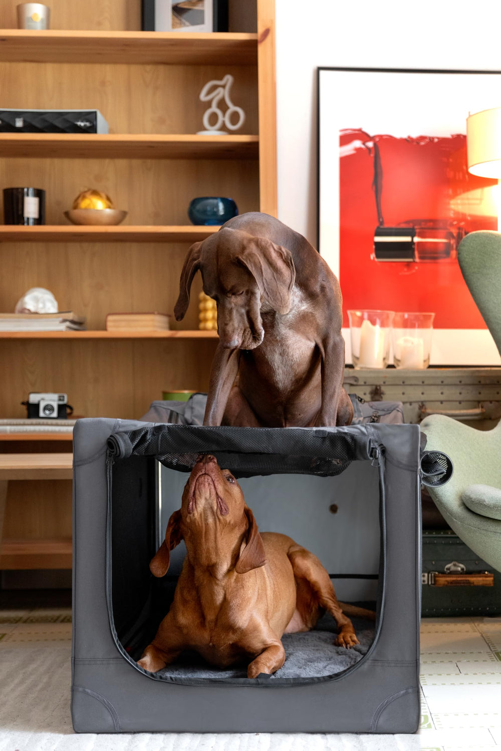 NOAH & PAW collapsible dog crate during setup for quick use