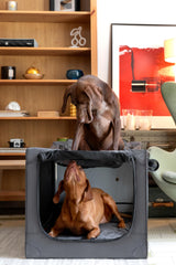 NOAH & PAW collapsible dog crate during setup for quick use