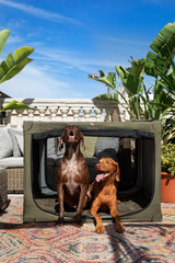 Noah & Paw collapsible dog crate front view shows secure entry and ample airflow.