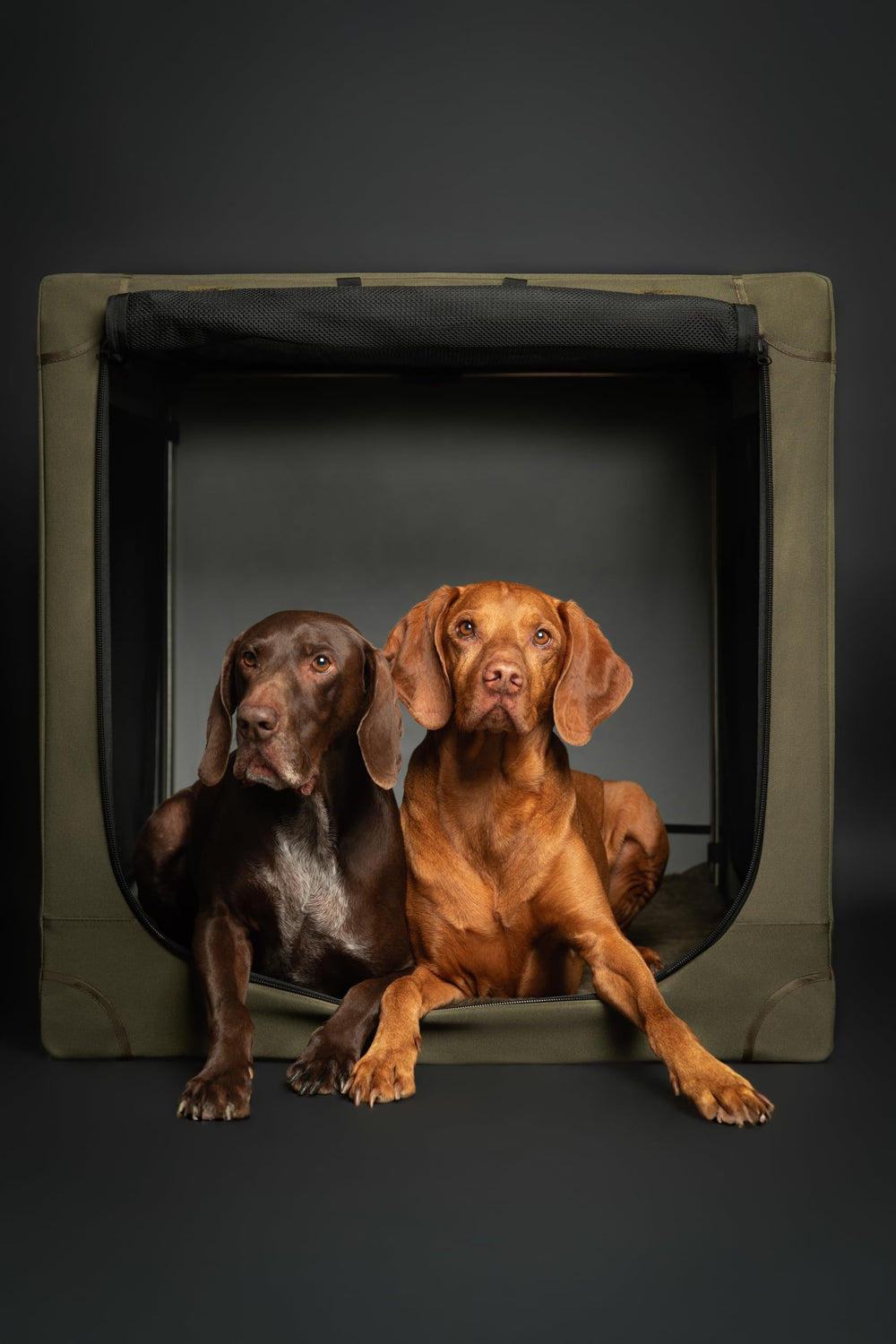 Noah and Paw crate travel handles enable comfortable lifting.