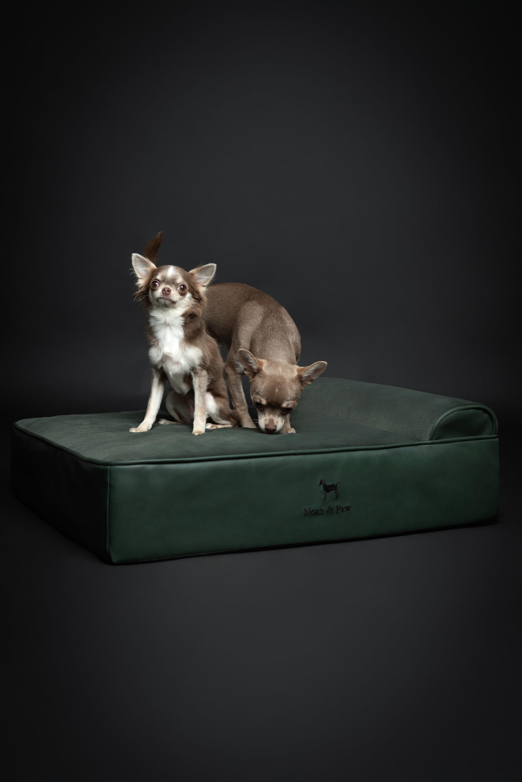 NOAH & PAW dog bed in a living room setting for everyday use