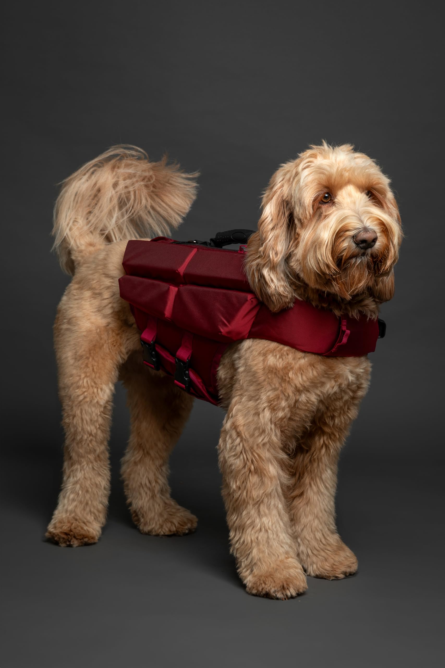 NOAH &amp; PAW dog life jacket breathable mesh for cooling during water play