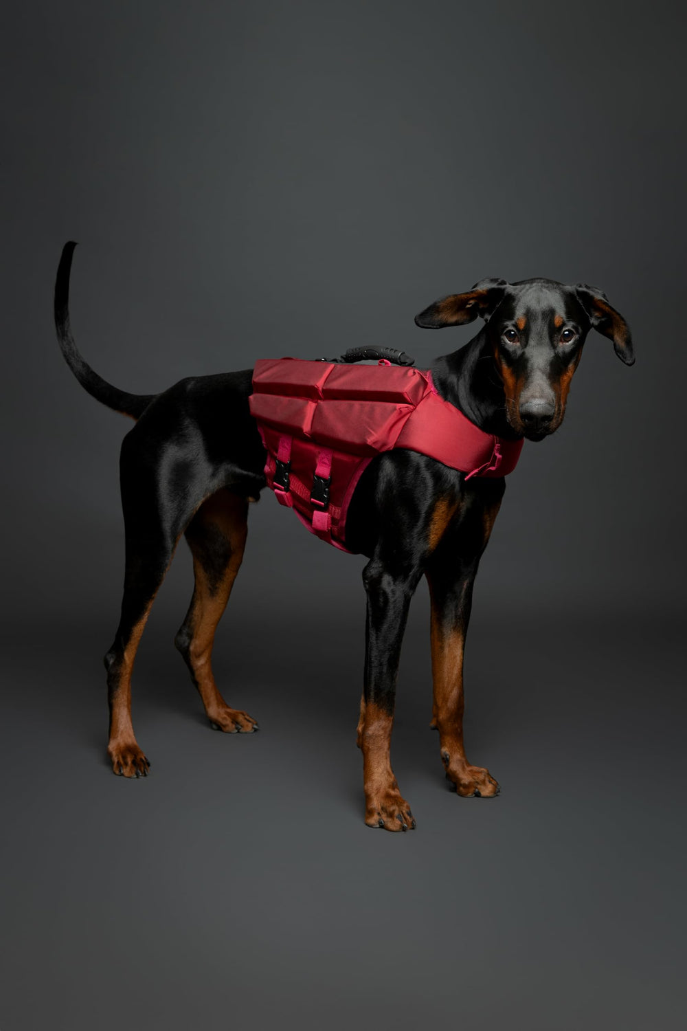 NOAH &amp; PAW dog life jacket front foam panel enhances flotation