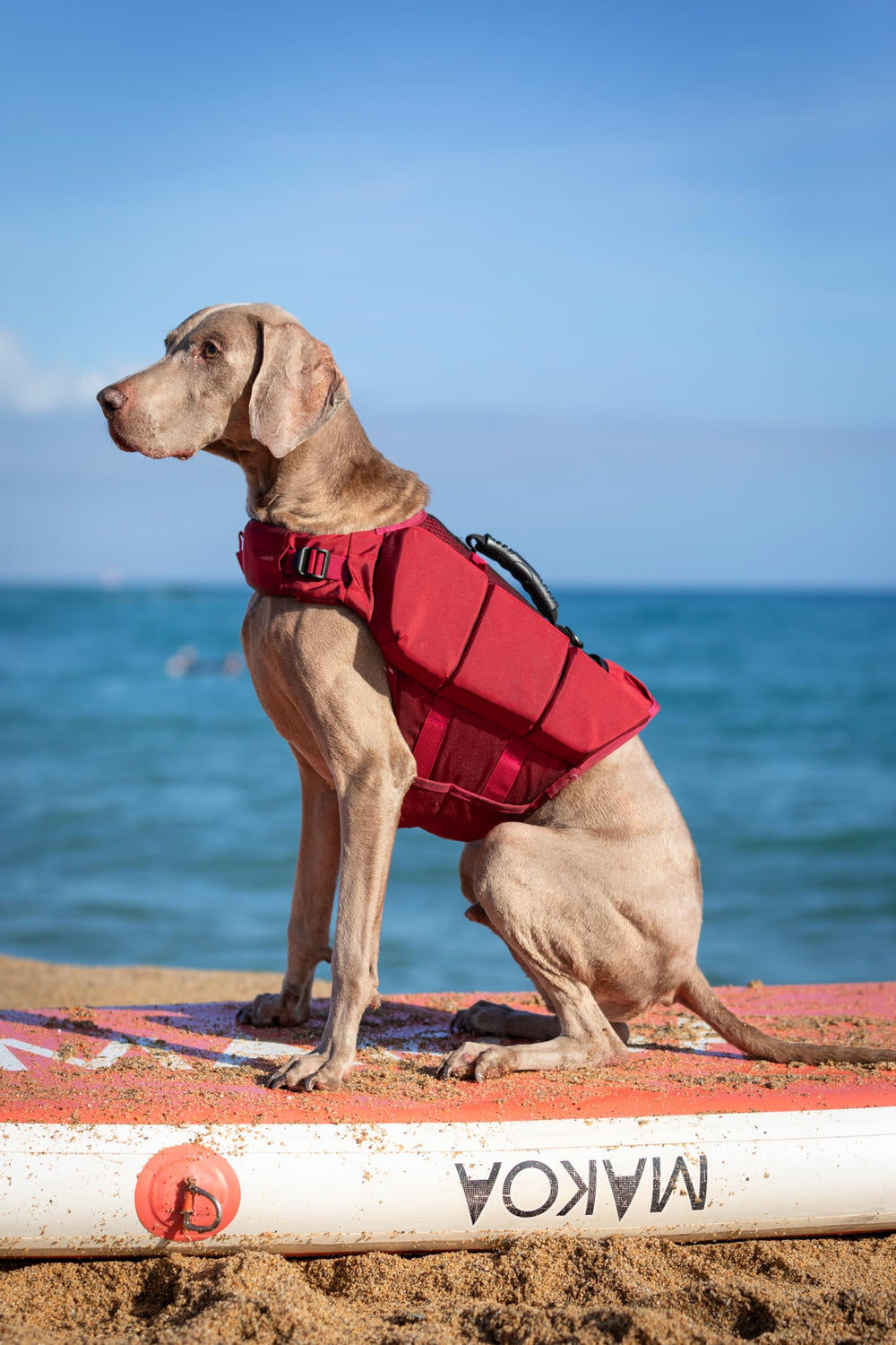 NOAH &amp; PAW dog life jacket size L worn on a dog for proper flotation