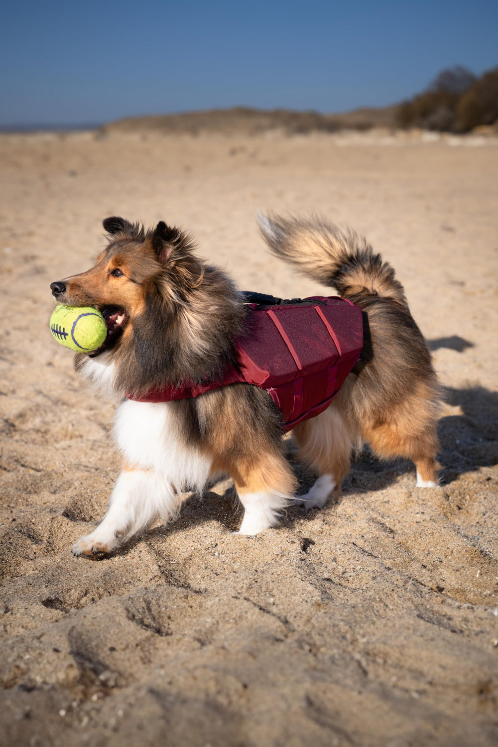 NOAH &amp; PAW dog life jacket wide chest straps for even pressure