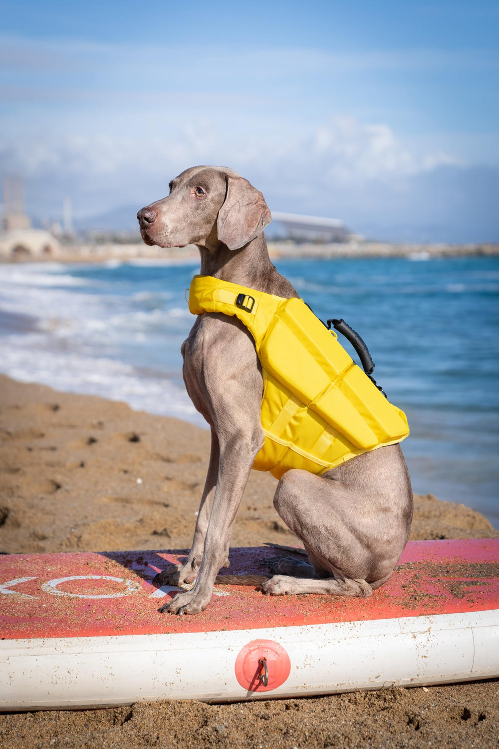 NOAH & PAW dog life jacket XL ideal for boating and swimming.