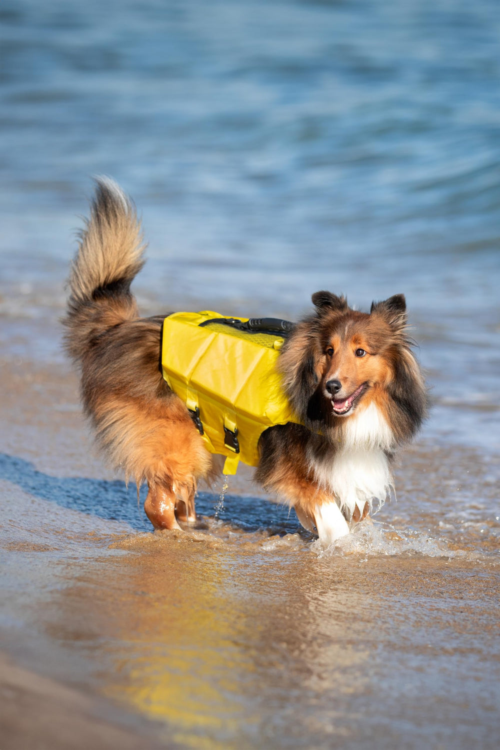 NOAH & PAW life vest XL leash loop adds control during activity.