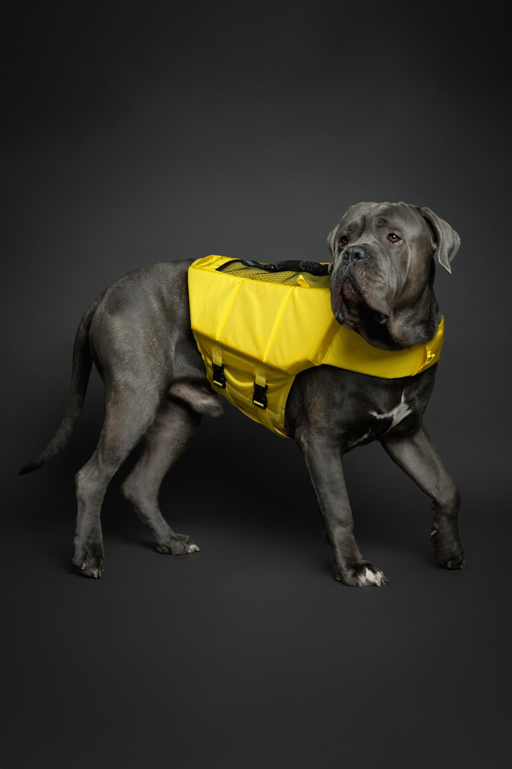 NOAH & PAW life vest XL side-foam panels improve stability in water.