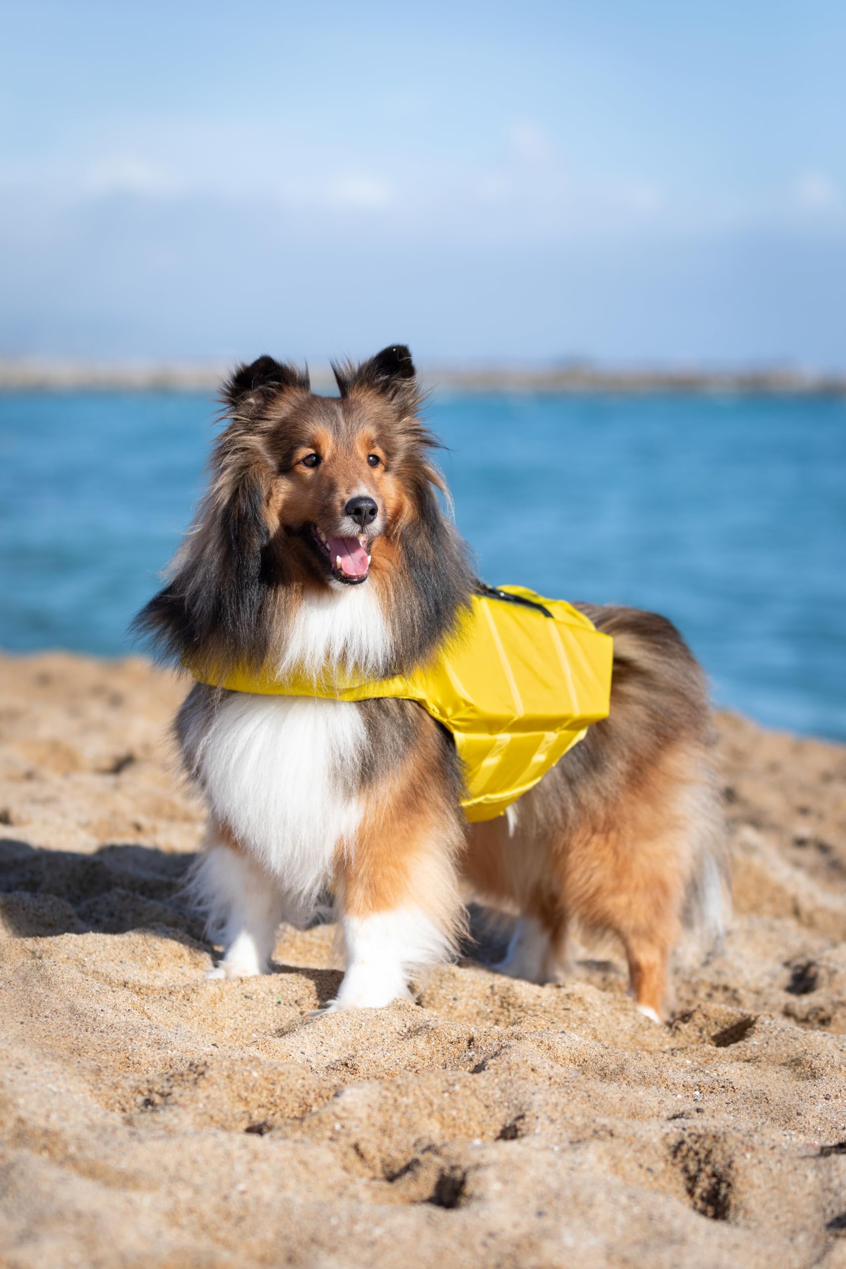 NOAH & PAW dog life jacket XL triple-foam support enhances flotation.